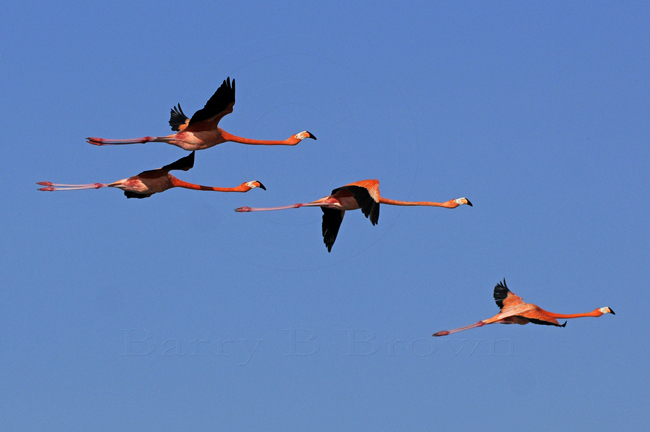 Flying-Flamingos