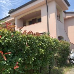 Fiordaliso 001 Fiordaliso 001